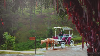 Photo of Man in Carriage