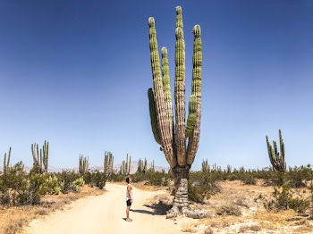 Photo of Man Standing Near Cactus