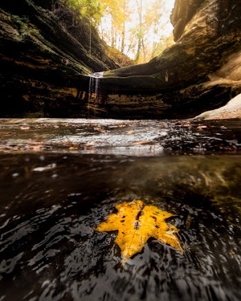 Photo of Maple Leaf on River