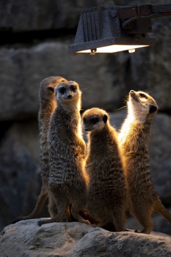 Photo of Meerkats Looking At The Light