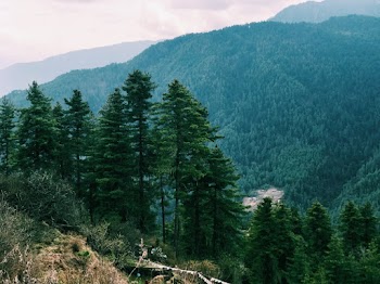 Photo of Mountain Covered by Tall Trees