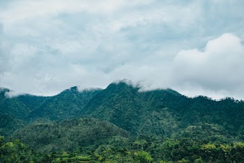 Photo of Mountain Covered With Trees