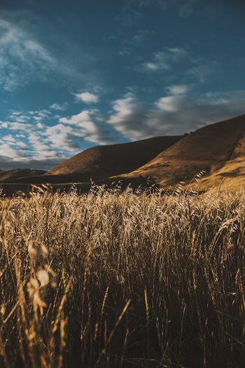 Photo of Mountain Field