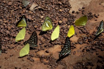 Photo of Mud-puddling Butterflies