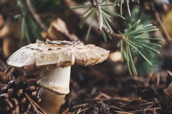 Photo Of Mushroom