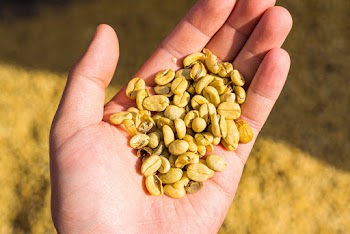 Photo of Nuts on Person's Hand