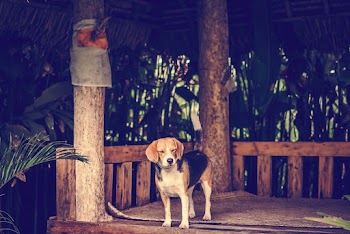 Photo of of Little Dog Standing on Wooden Platform
