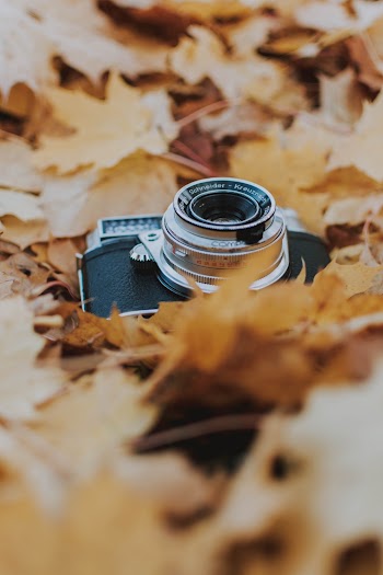 Photo Of Old Camera On Leaves