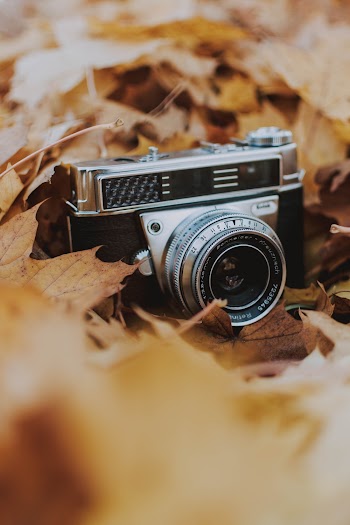 Photo Of Old Camera On Leaves