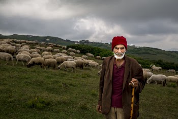 Photo Of Old Man With Herd Of Sheep