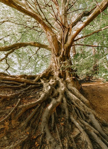 Photo Of Old Tree