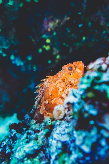 Photo Of Orange Fish