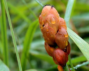 Photo of Orange Petaled Flower Bud