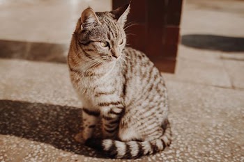 photo of orange tabby cat