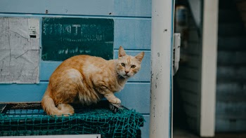 Photo of Orange Tabby Cat on Green Net