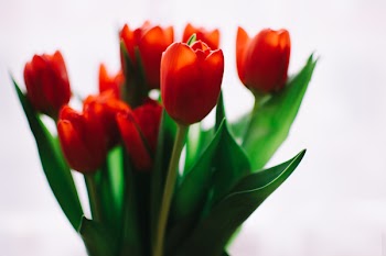 Photo of Orange Tulips