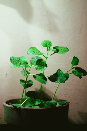 Photo Of Oregano Plant On Pot