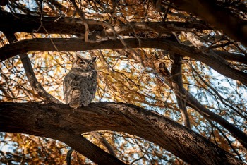 Photo of Owl Perched on Tree Branch