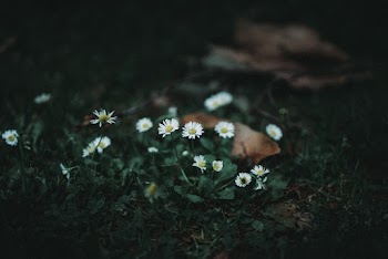 Photo of Oxeye Daisies