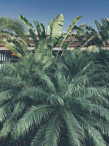 Photo of Palm and Banana Leaves