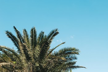 Photo of Palm Leaves During Daytime