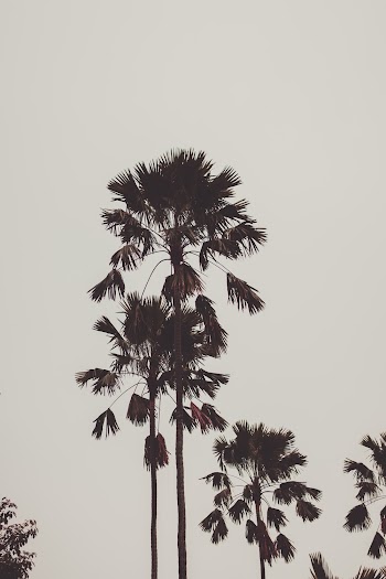 Photo of Palm Trees