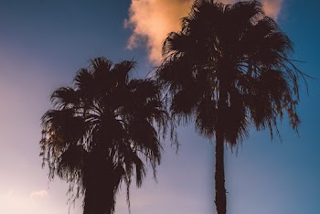 Photo Of Palm Trees During Dawn