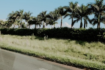 Photo of Palm Trees During Daytime