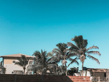 Photo of Palm Trees Near Houses Under Blue Sky