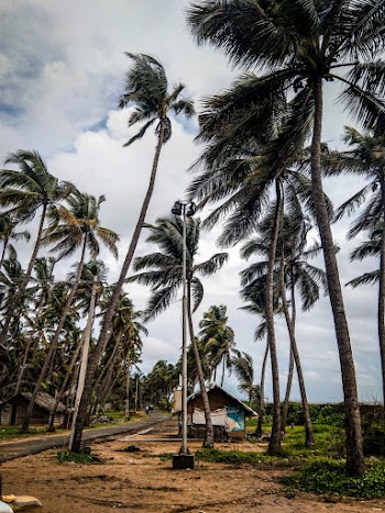 Photo of Palm Trees Under Cloudy Sky