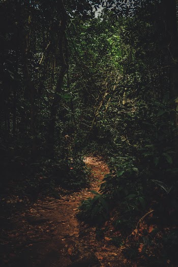 Photo Of Path In A Forest