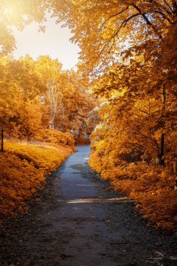 Photo of Path In-between Woods during Autumn