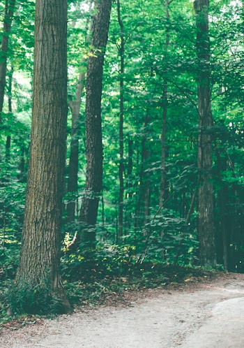Photo of Pathway in Forest