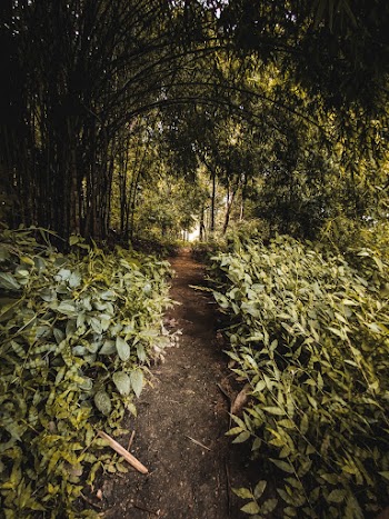 Photo of Pathway Near Plants and Trees