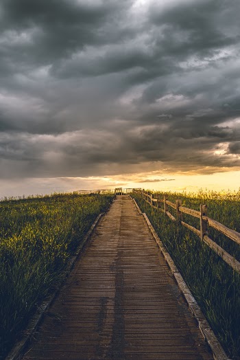 Photo of Pathway Near Plants Under Cloudy Sky