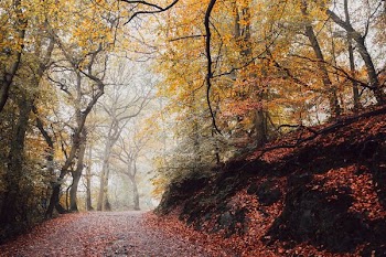 photo of pathway surrounded by brown leafed trees