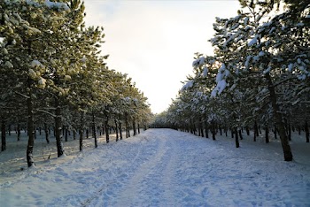 Photo of Pathway Surrounded by Trees
