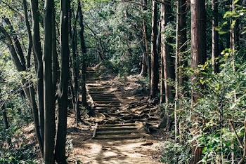 Photo of Pathway Surrounded by Trees