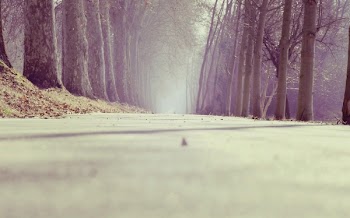photo of pathway surrounded by trees during daytime