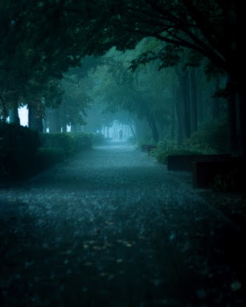 Photo of Pathway Surrounded by Trees While Raining