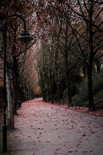 Photo of Paved Pathway Between Trees