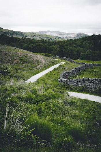 Photo of Paved Pathway Near Grass and Plants