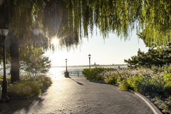 Photo of Paved Pathway Near Plants