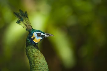 Photo of Peafowl
