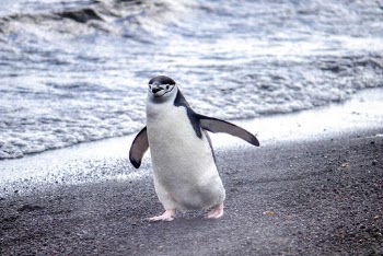 Photo of Penguin Walking on Seashore