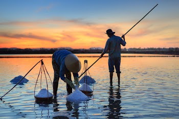 Photo Of People Harvesting During Dawn