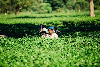Photo of People on a Cropland