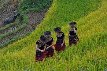 Photo of People Standing on Rice Field