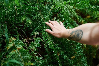 Photo of Person's Hand Touching Green Leaves