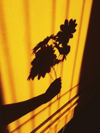 Photo of Person's Shadow Holding a Flowers